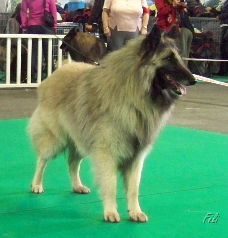 n°78 Banzai du parc jonageois 5296.JPG
